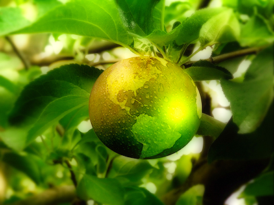 Green Apple-Like Earth on Tree Branch