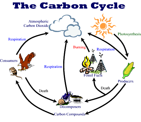 carboncycle.gif (20295 bytes)