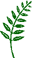 Plant Matter (Fern Frond)