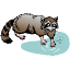 Raccoon (Omnivore)