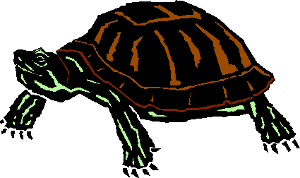 turtle.gif