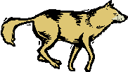 Wolf (Carnivore)