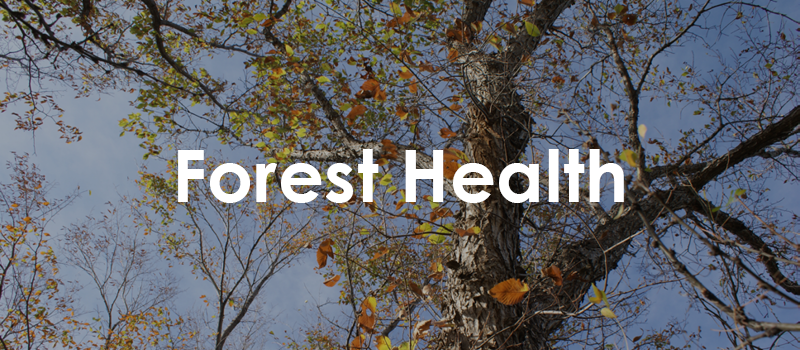 Forest Health Page Banner.png