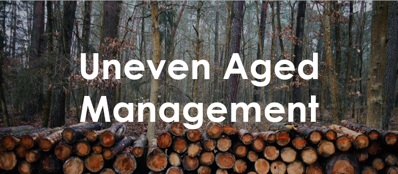 Uneven Aged Management webpage Banner.png