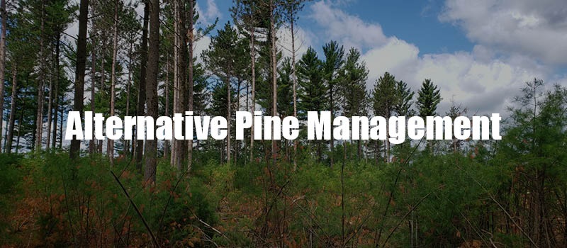 Alt Pine Management webpage banner.jpg