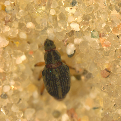 Euhrychiopsis lecontei (Dietz) (Coleoptera: Curculionidae).