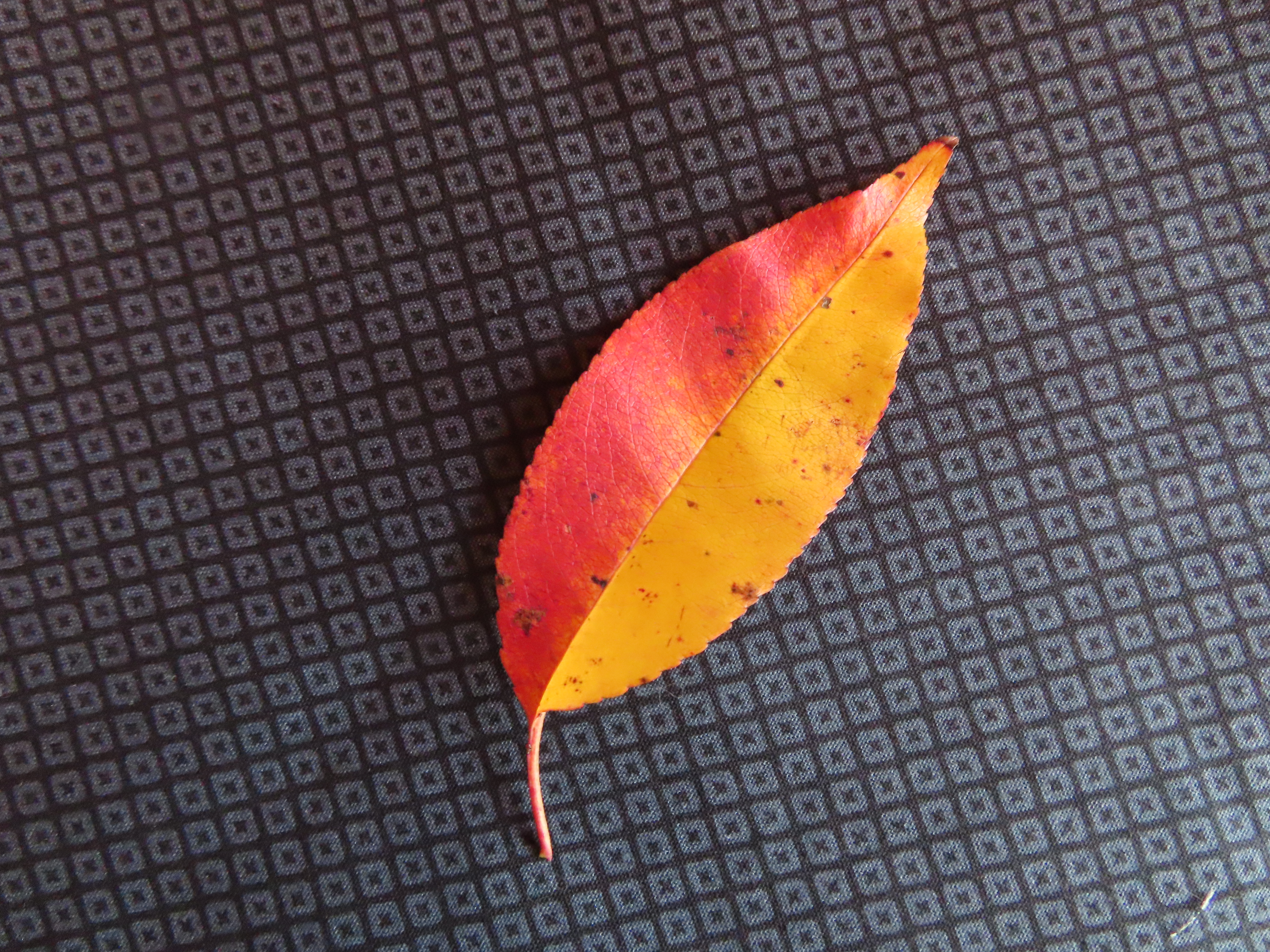 IMG_3625.JPG