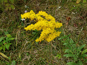 aster.jpg