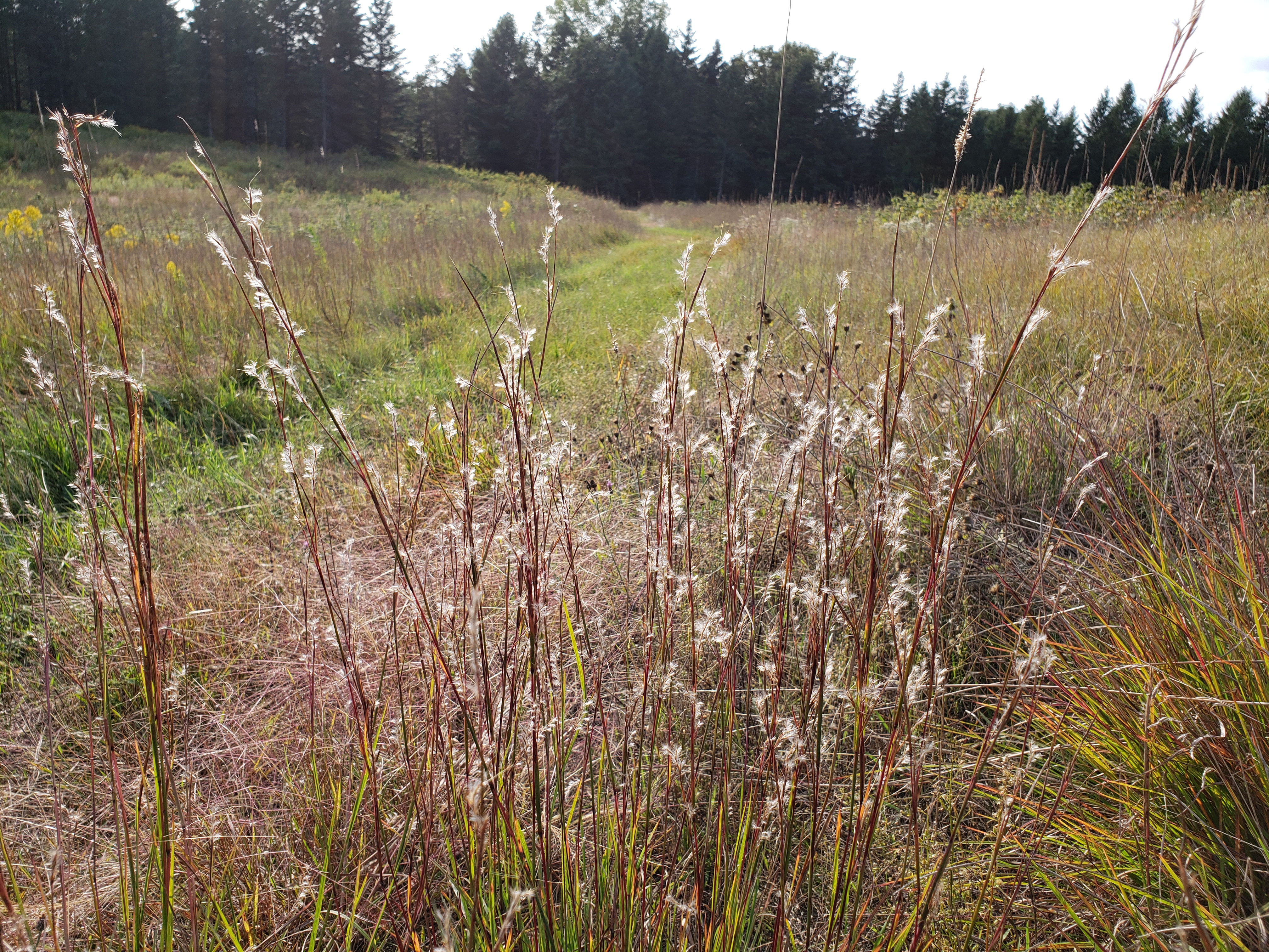 bluestem.jpg