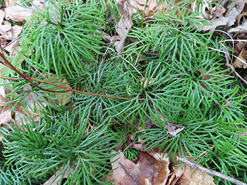 lycopodium.JPG