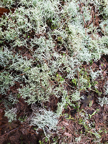 polytrichum.jpg