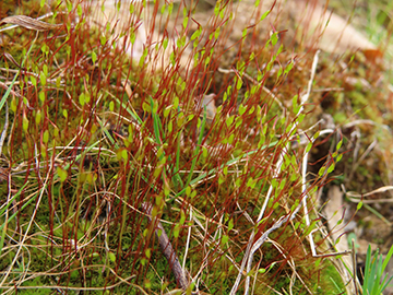 reindeer_lichen.JPG
