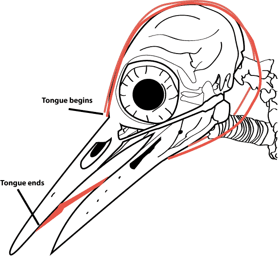 woodpecker tongue illustration