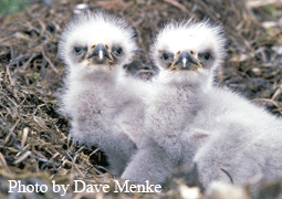 eagle chicks