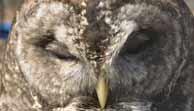 bared owl closeup