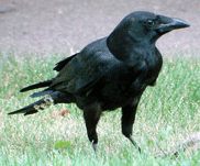 american crow