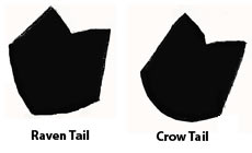 raven and crow tails illustration