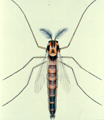 adult mosquito