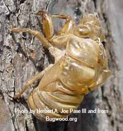cicada exoskeleton
