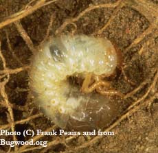 June Beetle larvae
