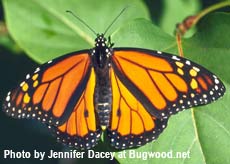 adult monarch