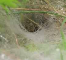 Funnel spider web