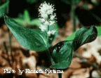 canada mayflower