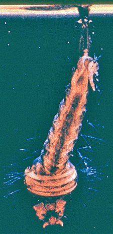 moquito larvae