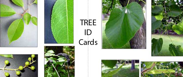 TreeIDcard.jpg