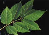Photo - leaf