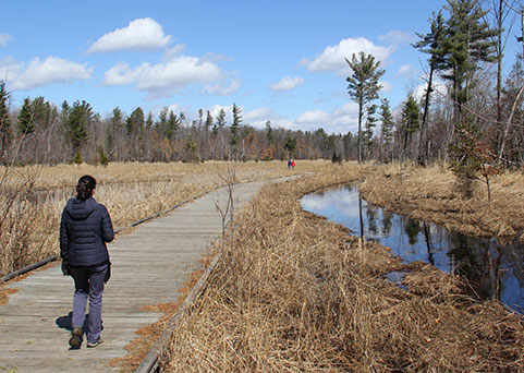 Walking on a boardwalk over the Moses Creek wetland