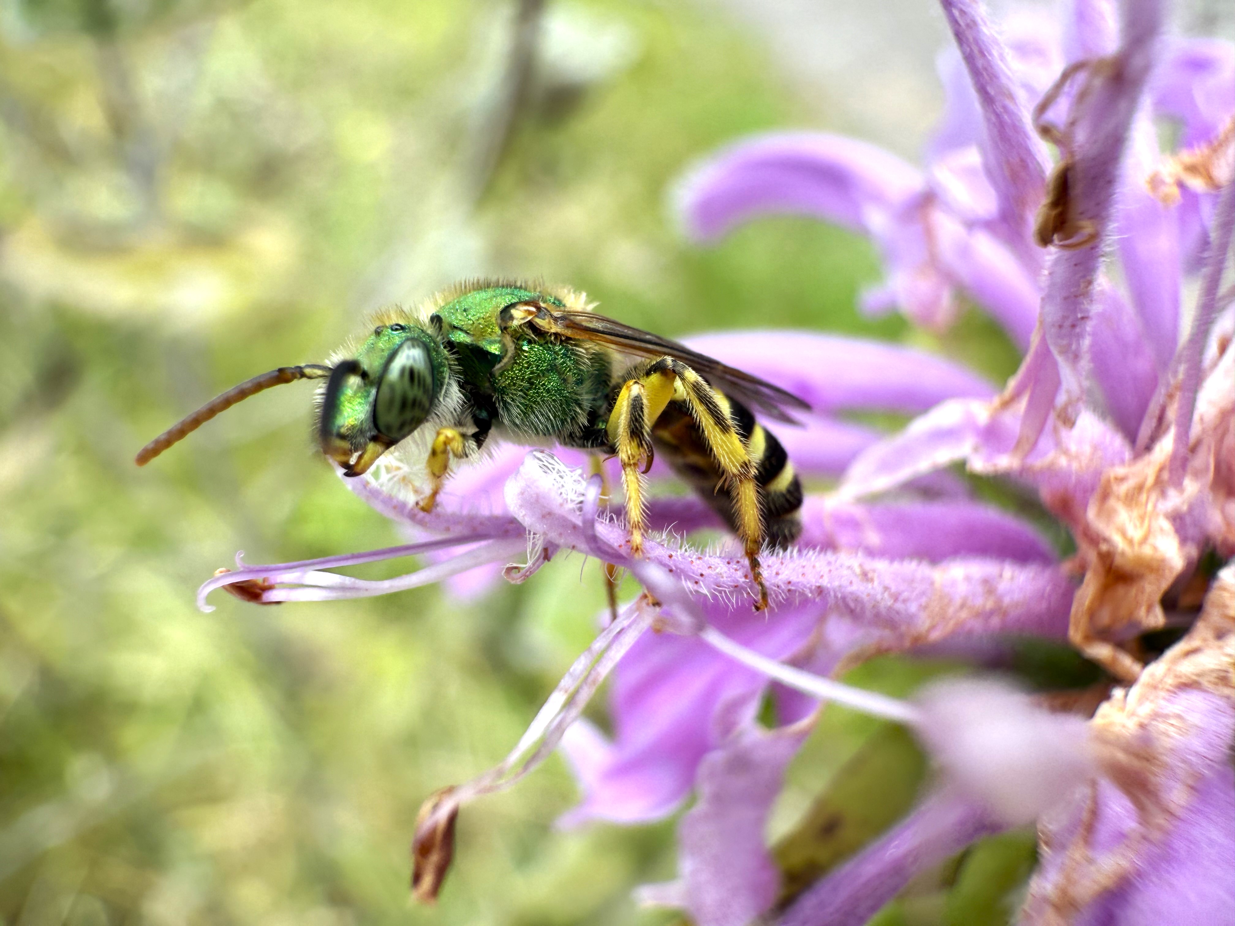 Agapostemon sweat bee at Treehaven