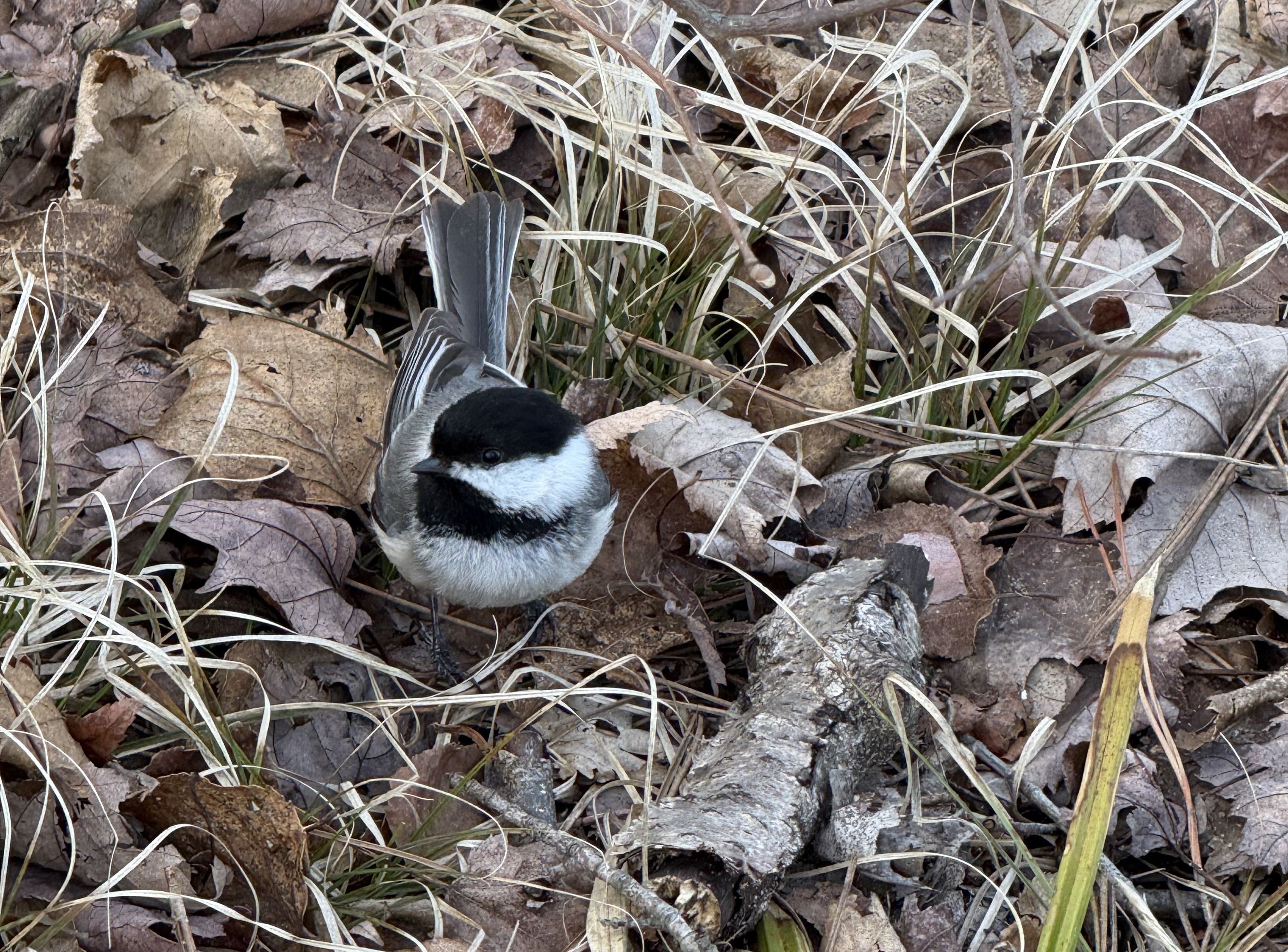 Black-capped Chickadee (Poecile atricapillus)