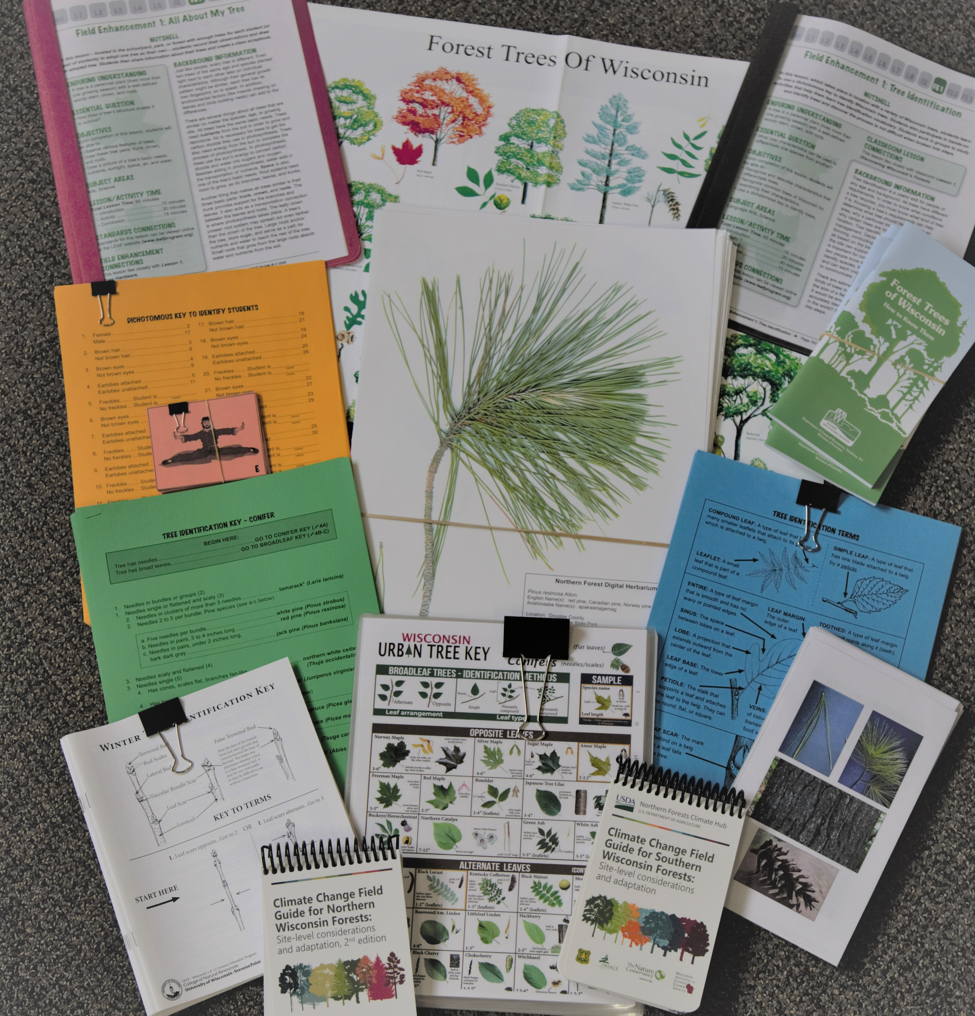 Tree ID Website image.jpg