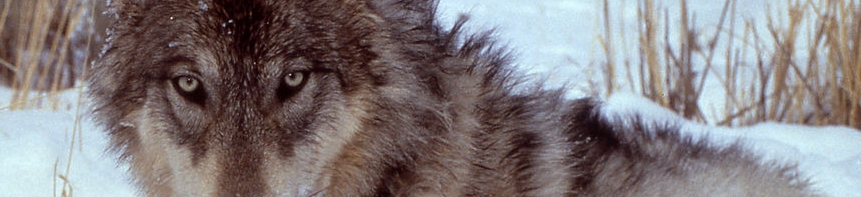 GrayWolfDougSmithNatParkServPubDomCrop.jpg