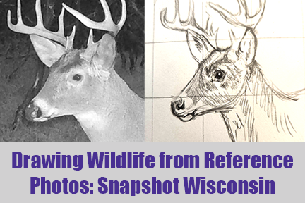 UW-Stevens Point offering 'Drawing Wildlife from Photos' workshop