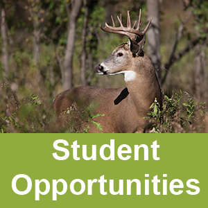 Student Opportunities Button