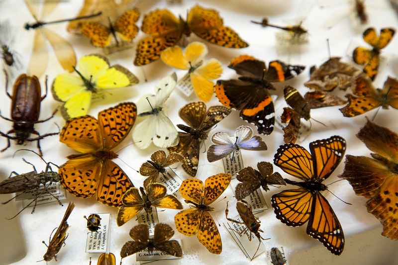 Collections: Entomology - Thumbnails