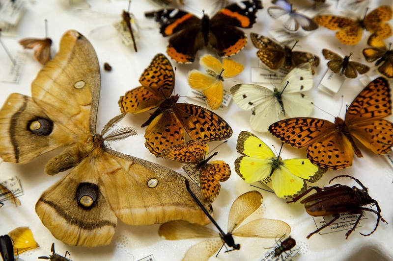 Collections: Entomology - Thumbnails