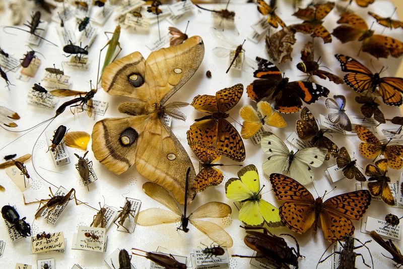 insect-collection-moth-and-butterflies.jpg