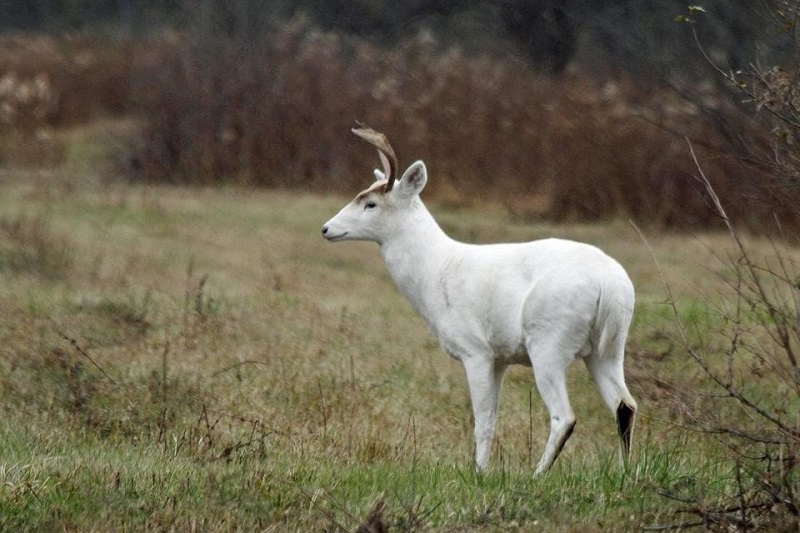 mounts-albino-deer.jpg