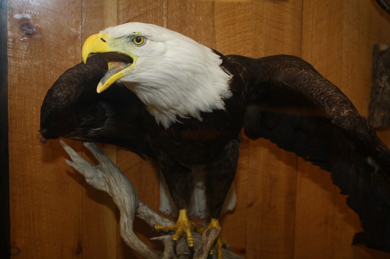 northern-birds-of-prey-bald-eagle.jpg