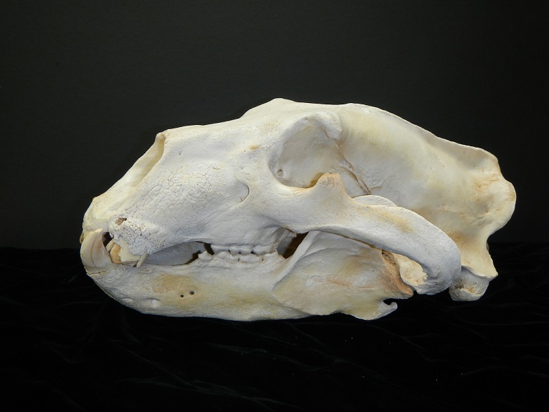 skull-case-grizzly-bear-skull.jpg