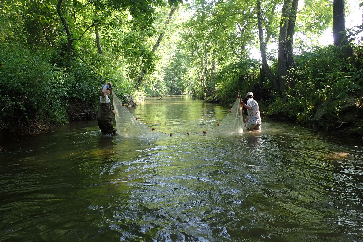 Sampling Fish with a Seine.jpg