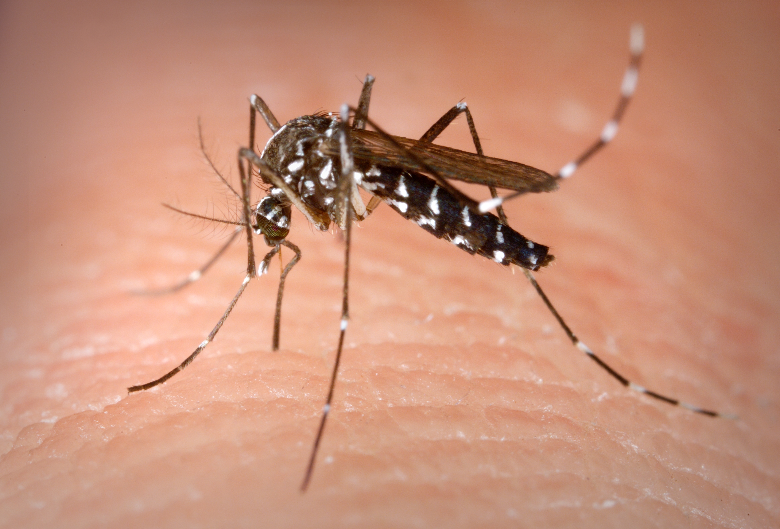 photo of Aedes mosquito