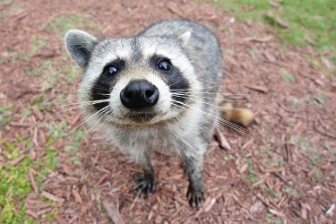 Photo of a racoon