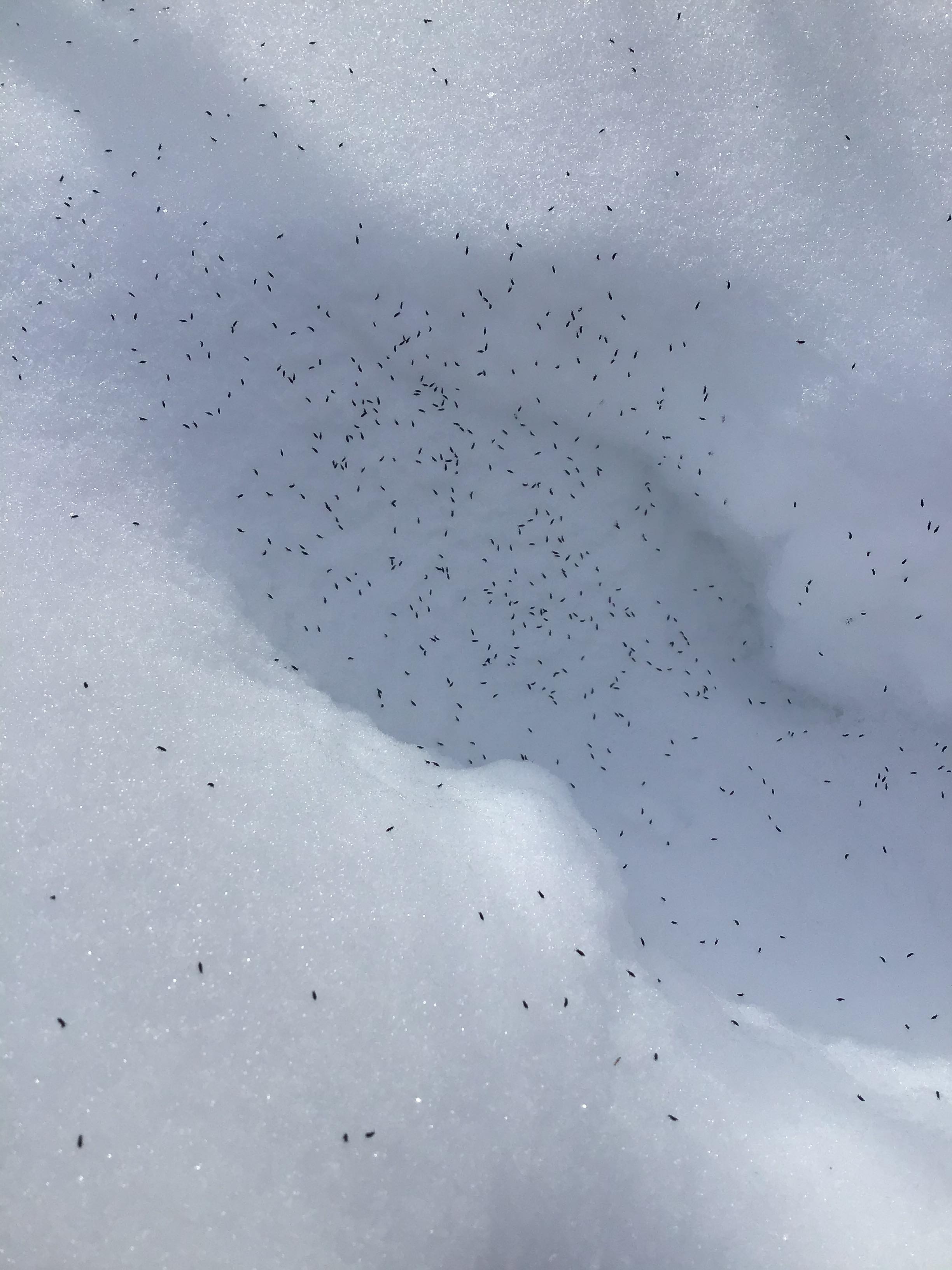 snowfleas2-lau.jpg