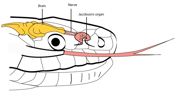 snake diagram