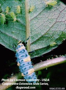 lady beetel larva