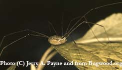 harvestman